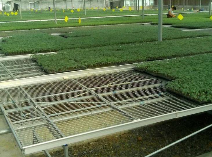 <a href='http://zgxzb.com.cn/miaochuangsheshi/199.html'target='_blank'><a href='http://zgxzb.com.cn/miaochuangsheshi/199.html'target='_blank'><a href='http://zgxzb.com.cn/miaochuangsheshi/199.html'target='_blank'>育苗床</a></a></a>.jpg